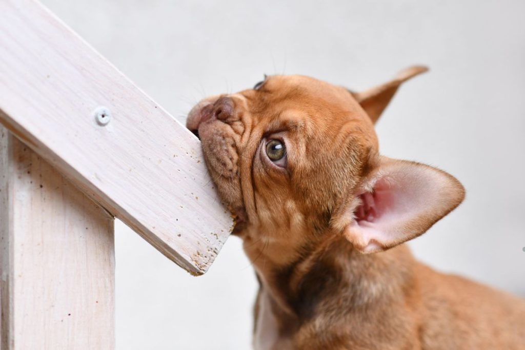 A curious brown French Bulldog gently bites a wooden staircase, tilting its head and looking inquisitively at the angle.