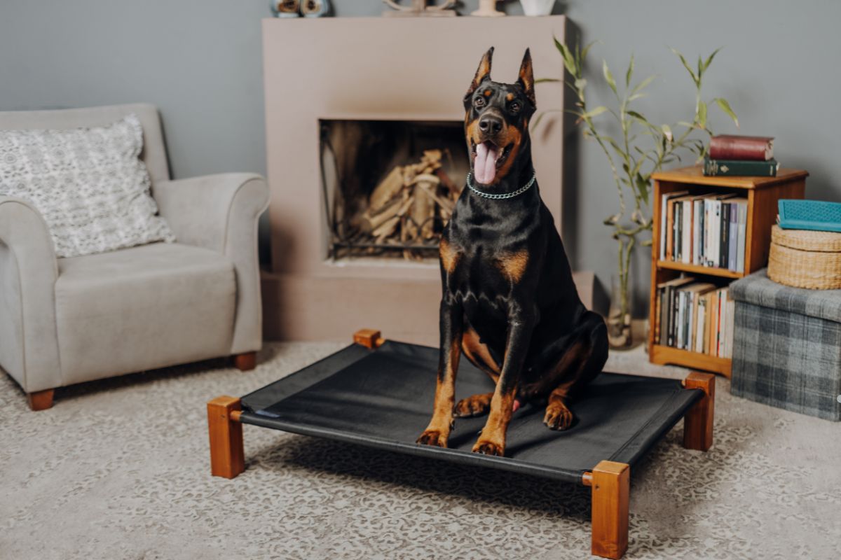 A happy Doberman sitting on a black elevated dog bed in a cozy living room with a fireplace and bookshelves.