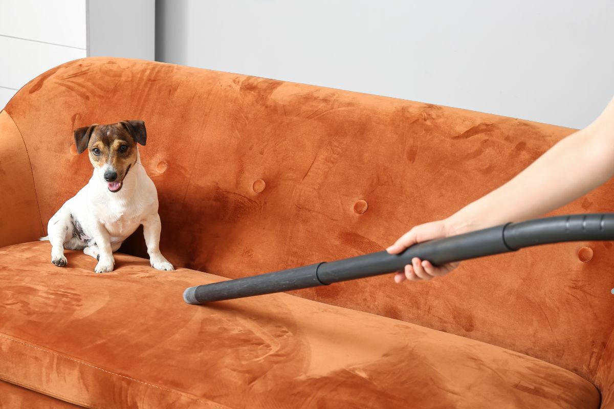 A small dog sits on an orange velvet couch while a person uses a vacuum cleaner hose nearby.